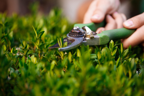 Découpe d'un buisson au sécateur