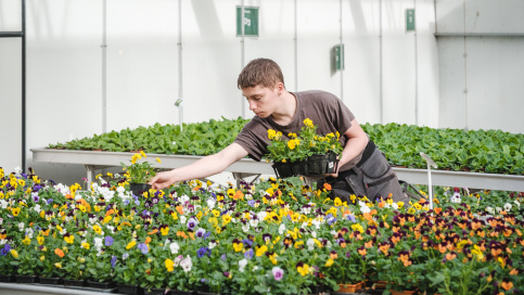 Jeune dans une serre s'occupant de plantes