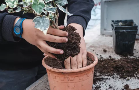 Jeune qui rempote une plante 