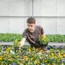 Un jeune en formation en train de travailler dans les serres